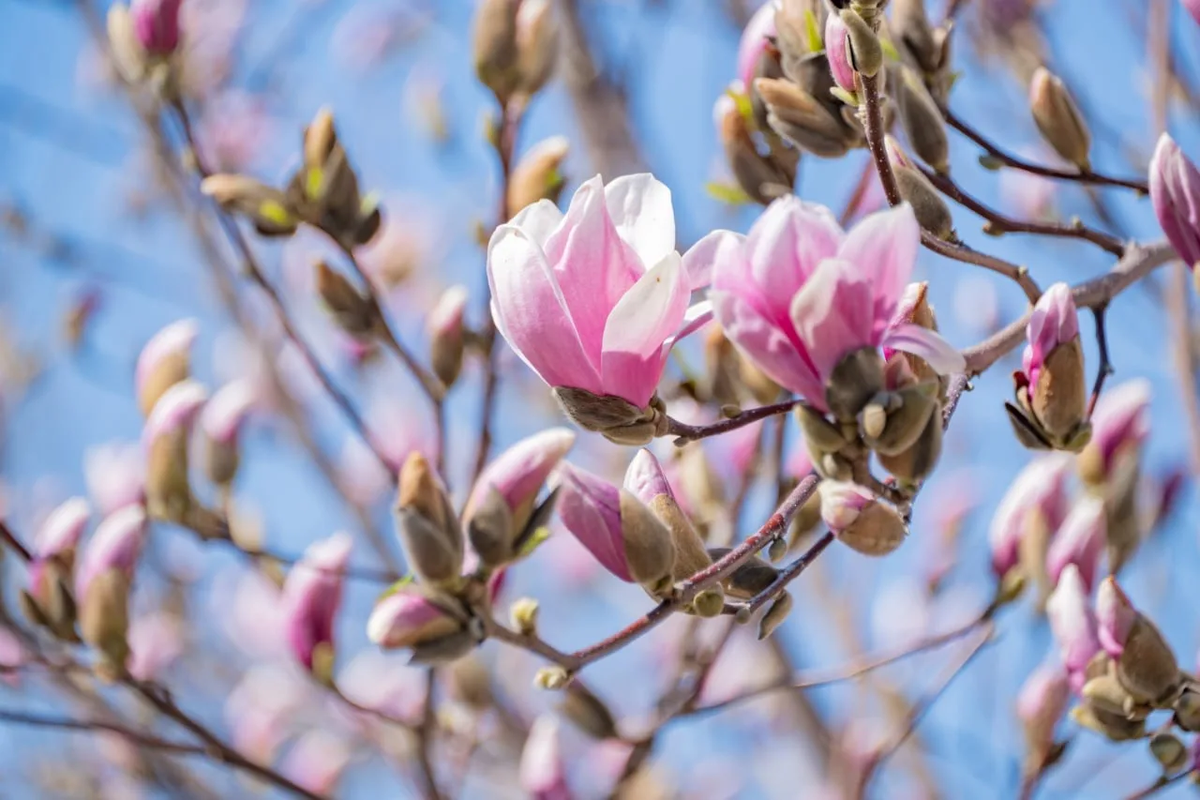Цветение магнолии прямо сейчас