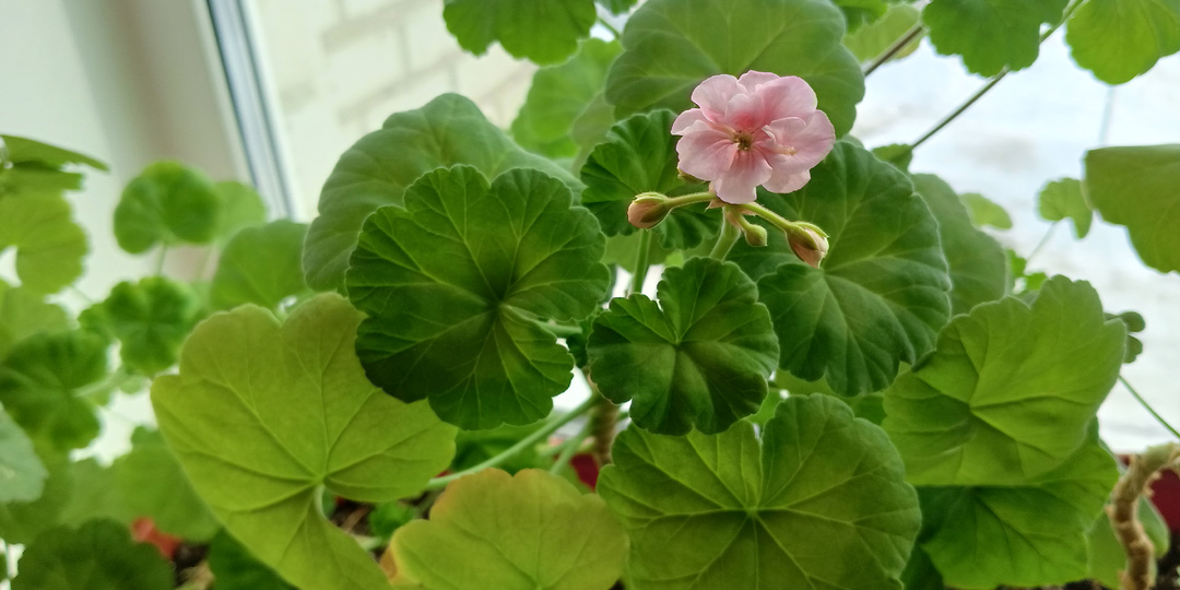 Подкормить Пеларгонию для активного роста