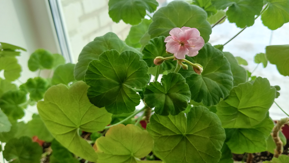 Пеларгония 