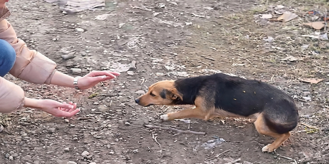 А на прощание махнул лапкой: маленький щенок был выкинут на трассу, но встретил друзей