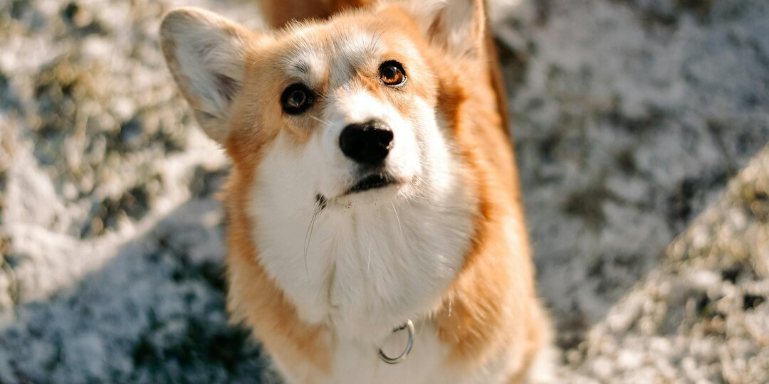 Последняя просьба