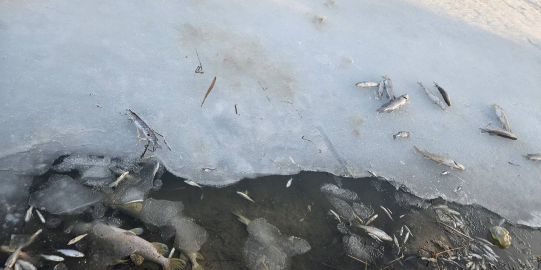 Рыбаки постят замор рыбы на водоёмах в Бобруйске и районе