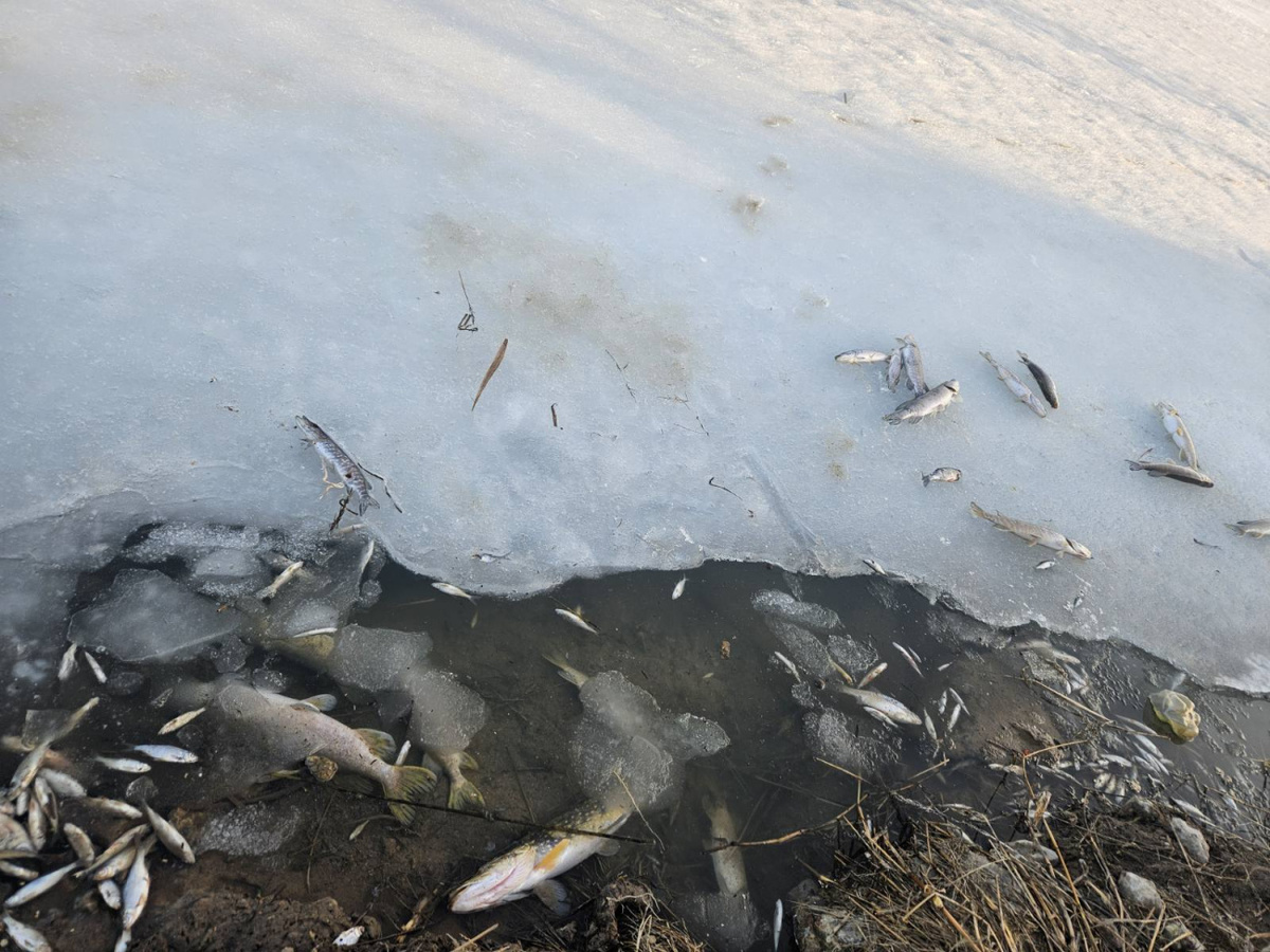    Рыбаки постят замор рыбы на водоёмах в Бобруйске и районе