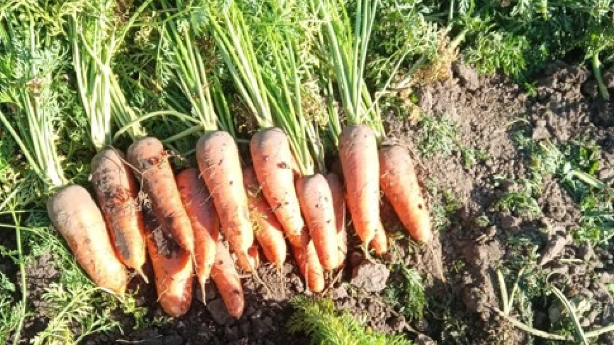 Морковь на опытном участке