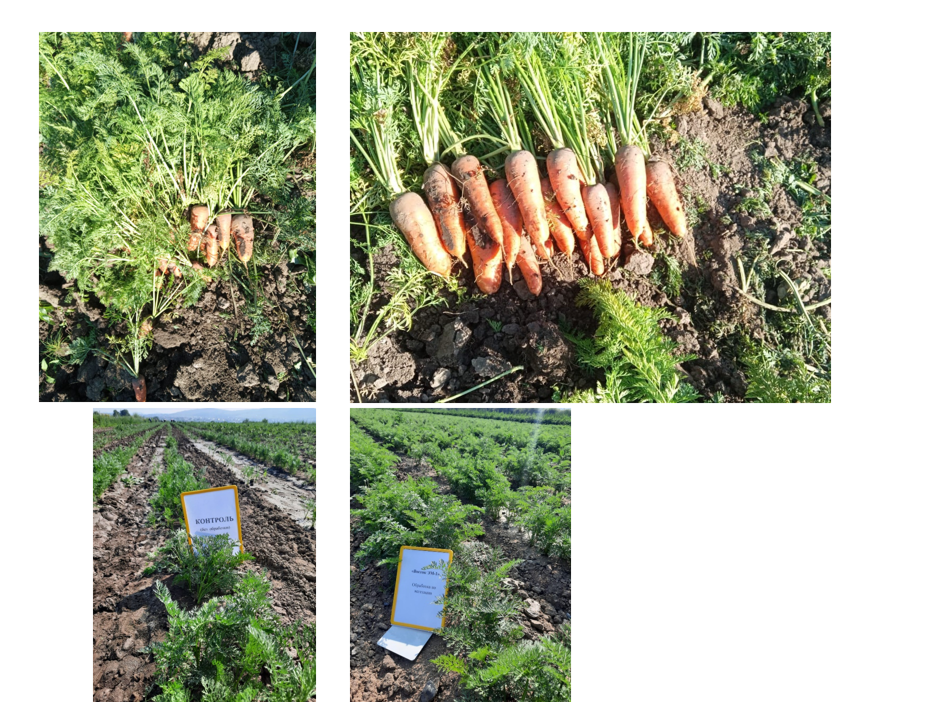 Урожай моркови 2024: слева - контроль, справа - опыт.