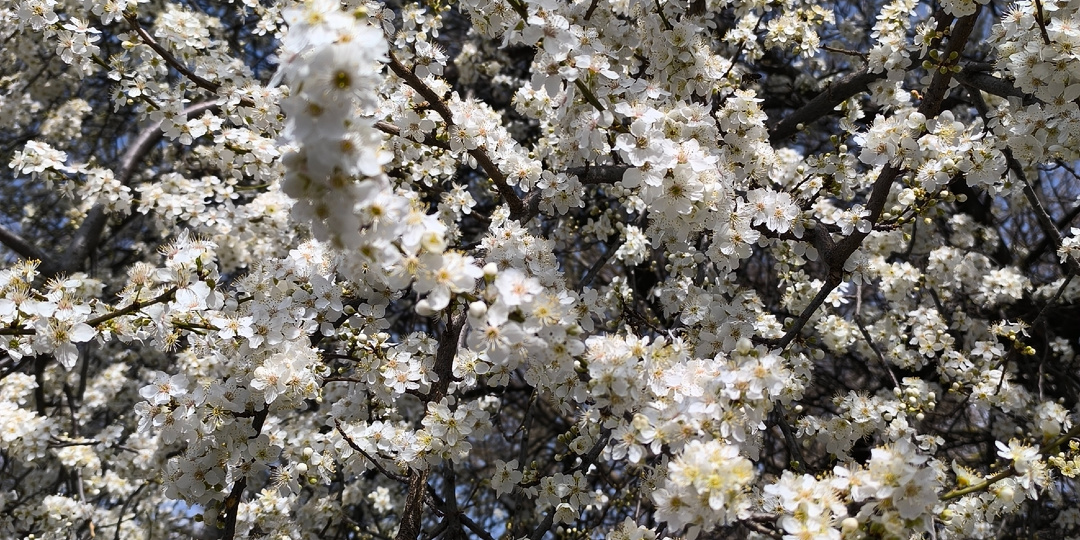 Среда. 18.03.2026 День поздравлений, разных мыслей, цветущая вишня и цены в Анапской "Пятёрочке"