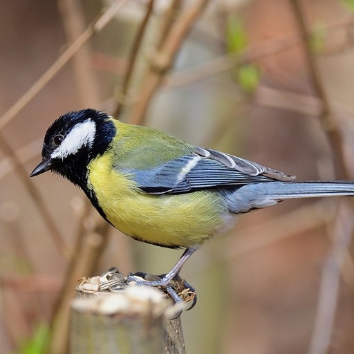   Пробуждение природы в весеннее равноденствие Кристина Борунова