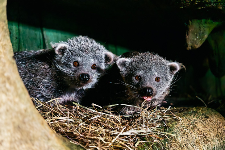    Фото Новосибирского зоопарка / А. Дряхлов
