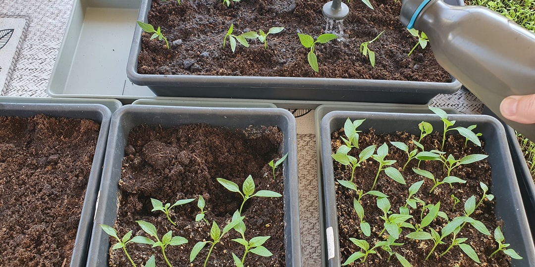 После пикировки рекомендую подкармливать рассаду перца и томатов только этим удобрением