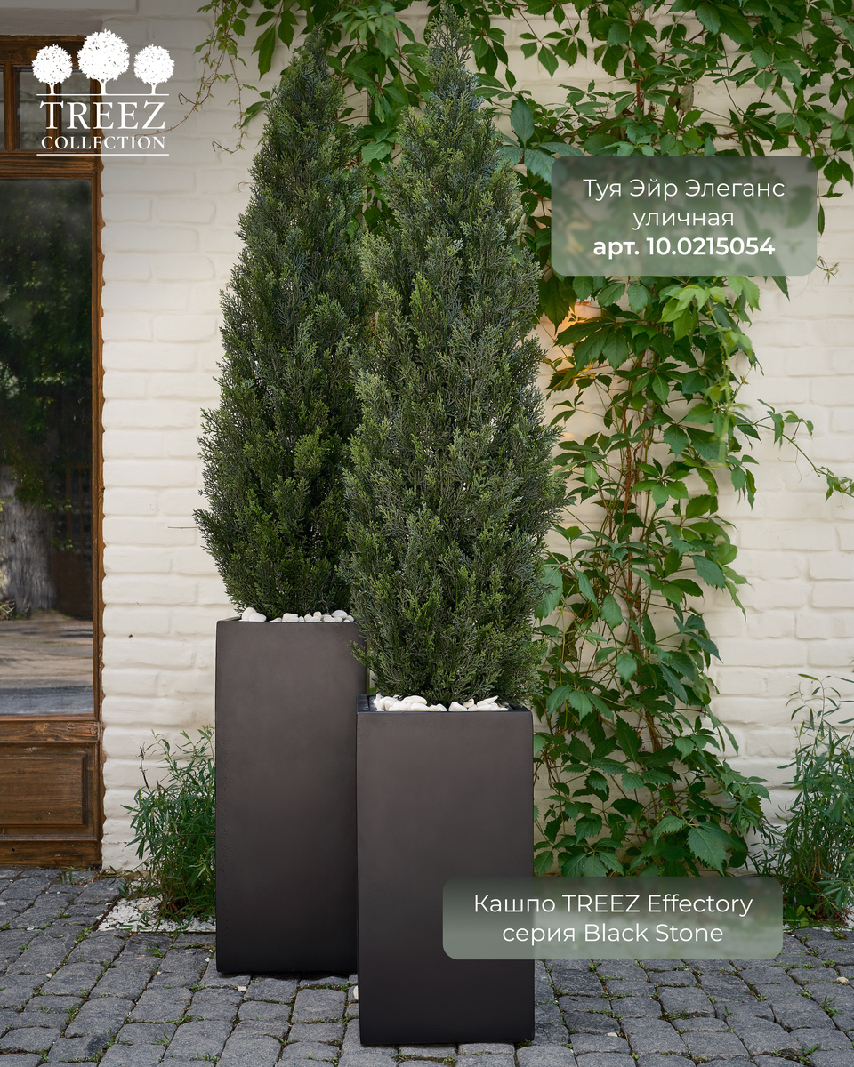 Кашпо и растения TREEZ Collection