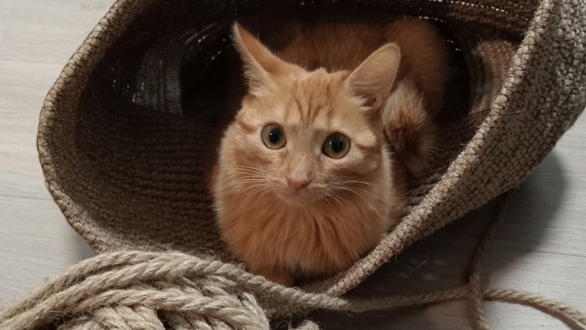    Фото: progorod43.ru