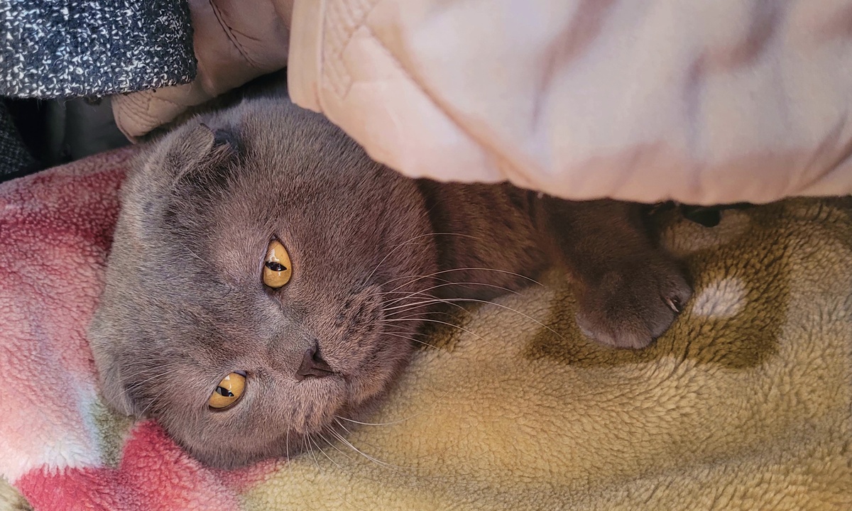 Спрятался в шкаф