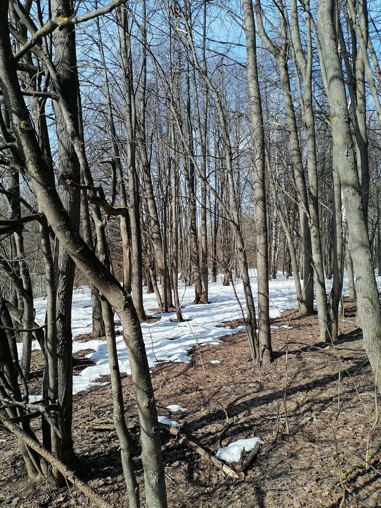 Тропаревский парк 18.03.2026