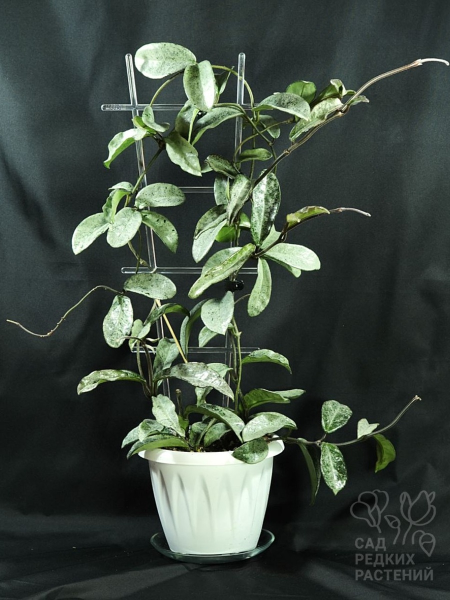 Хойя Серый призрак Hoya carnosa Grey Ghost