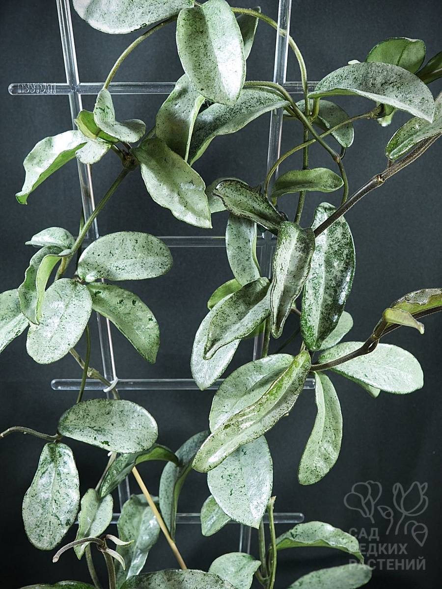 Хойя Серый призрак Hoya carnosa Grey Ghost