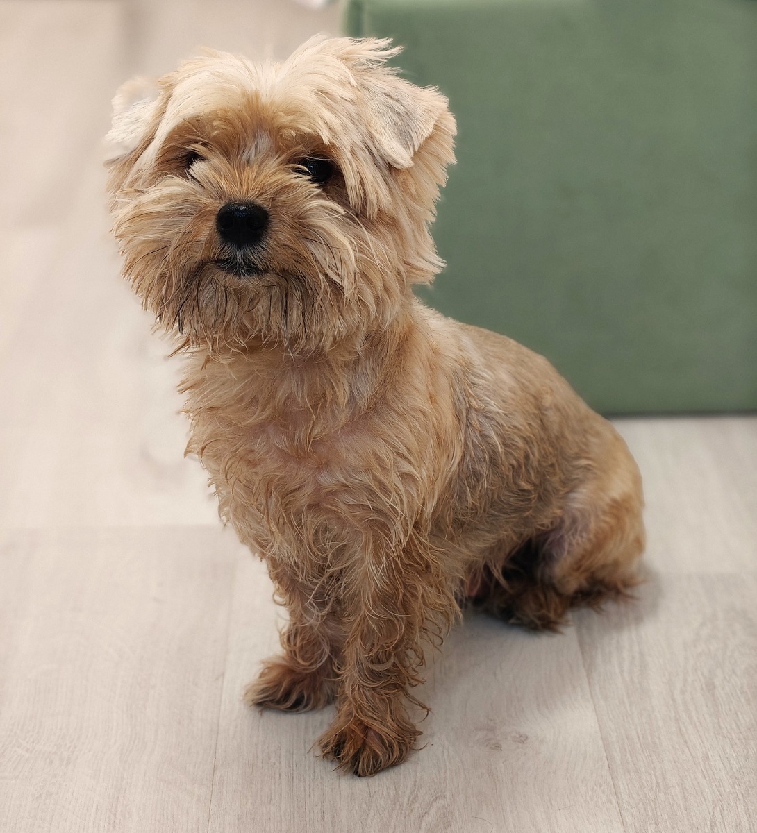 Наша Джессика после прогулки