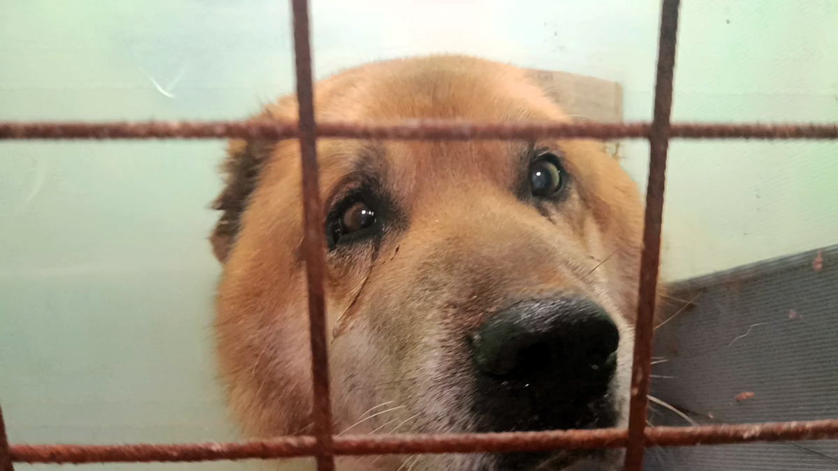 Его зовут Лордом, то ли от старого хозяина кличка осталась, то ли на улице так прозвали. 