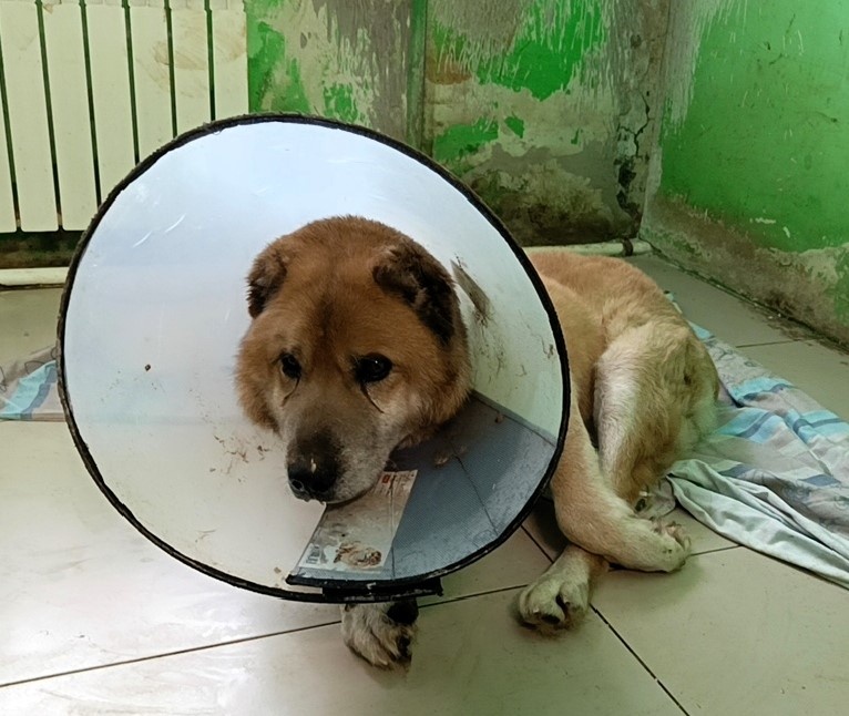 Боль и страх в глазах этого "мишки" застыли надолго