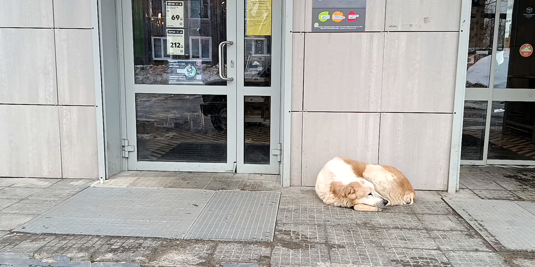 3 новеньких в приюте. Столько боли в 1 день мы еще видели