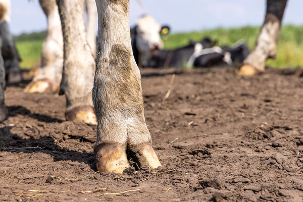 Clara Bastian/Shutterstock/FOTODOM   📷