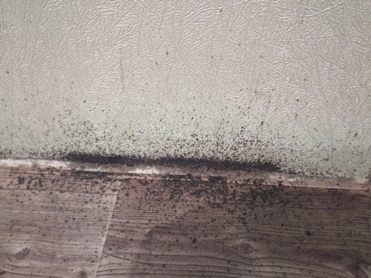 Черные точки такого вида, на фото большое заражение, обычно количество черных точек меньше