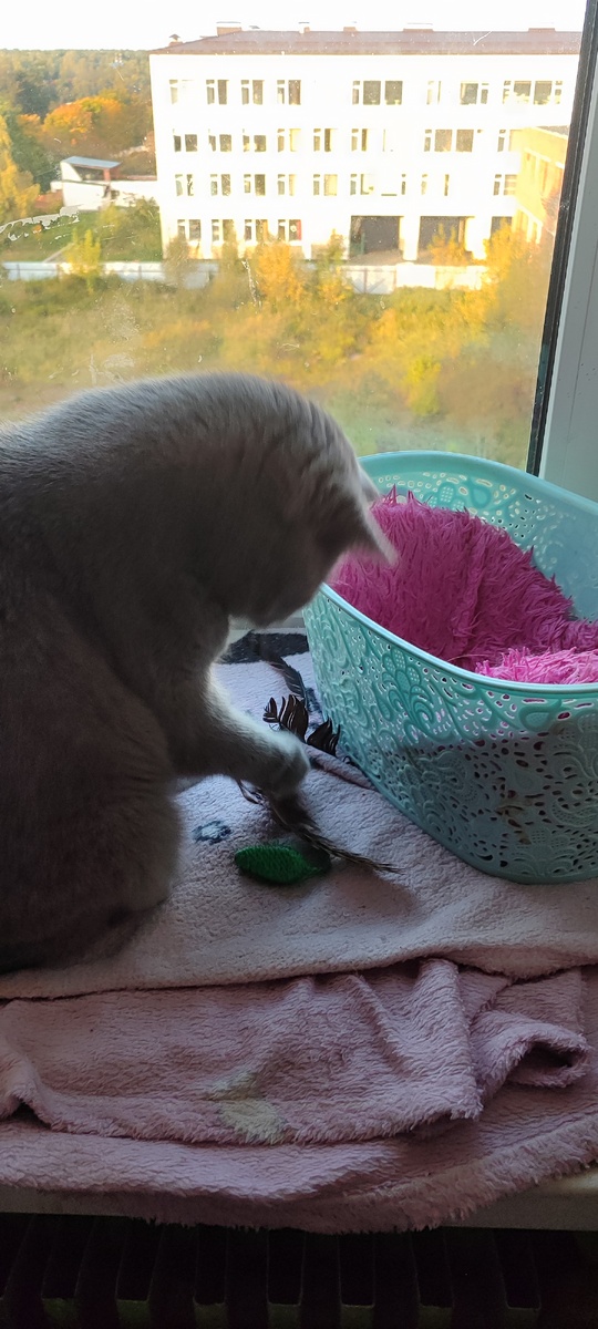 Фото прошлогоднее, но мышь та же. Зеленая, видите?