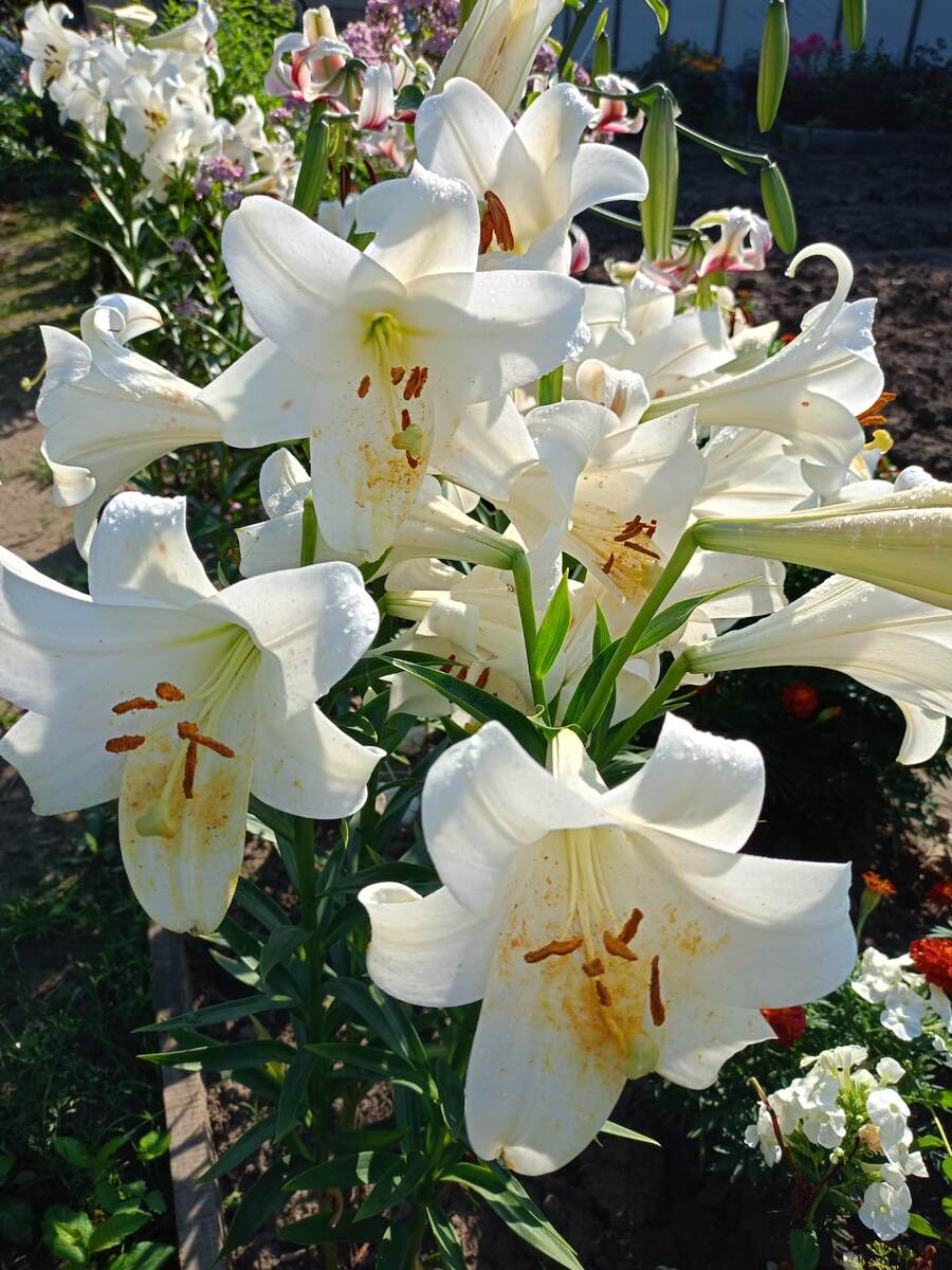 Дети- это цветы жизни. У меня мини букет.