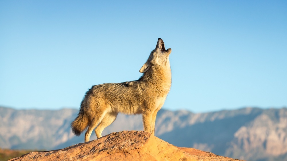 
Вредны или нет
Койоты — настоящие мастера выживания. За последние сто лет они расширили свой ареал обитания отчасти потому, что люди истребили их главных конкурентов — волков. К тому же они всеядны. В городском меню койотов — грызуны, фрукты, насекомые и сбитые машинами животные.Несмотря на дурную репутацию, койоты приносят пользу. Они контролируют численность крыс и мышей, поедают падаль, выполняя роль санитаров, и распространяют семена растений. «Без высшего хищника экосистемы могут выйти из равновесия», — напоминает Финк.Однако урбанизация может стать проблемой и для таких приспособленцев. Если человек застроит все пустыри, у животных просто не останется места для укрытия.Опасны ли для людей
Люди часто боятся койотов. Их подозревают в нападениях, распространении болезней и воровстве домашних питомцев. Но исследователи уверяют: реальный риск минимален.В Джорджии сезон размножения приходится на март и апрель. В помете обычно от двух до девяти щенков, и не всем суждено выжить. В это время взрослые звери могут казаться более заметными и беспокойными. Но они не ищут конфликтов. Наоборот, их главная задача — защитить потомство и увести от него подальше любого, кто случайно приблизится.
«Если вы оказались рядом с логовом, родители могут показаться вам на глаза, чтобы отвлечь внимание. Это не значит, что с животным что-то не так. Оно просто пытается увести вас в сторону», — объясняет Коль.Койоты научились быть невидимыми в городе, полном шума и машин. Самое удивительное даже не то, что теперь они живут рядом с людьми, а то, как мастерски им удается это скрывать.Австралийские виды вымерли из-за кошек: мнение ученых
Еноты решают головоломки ради удовольствия, а не только для еды
Читайте «Мою Планету» в Telegram