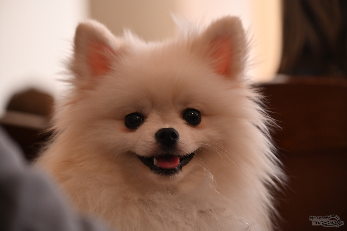    Фото: Анастасия Сибирякова © ИА «Уральский меридиан»