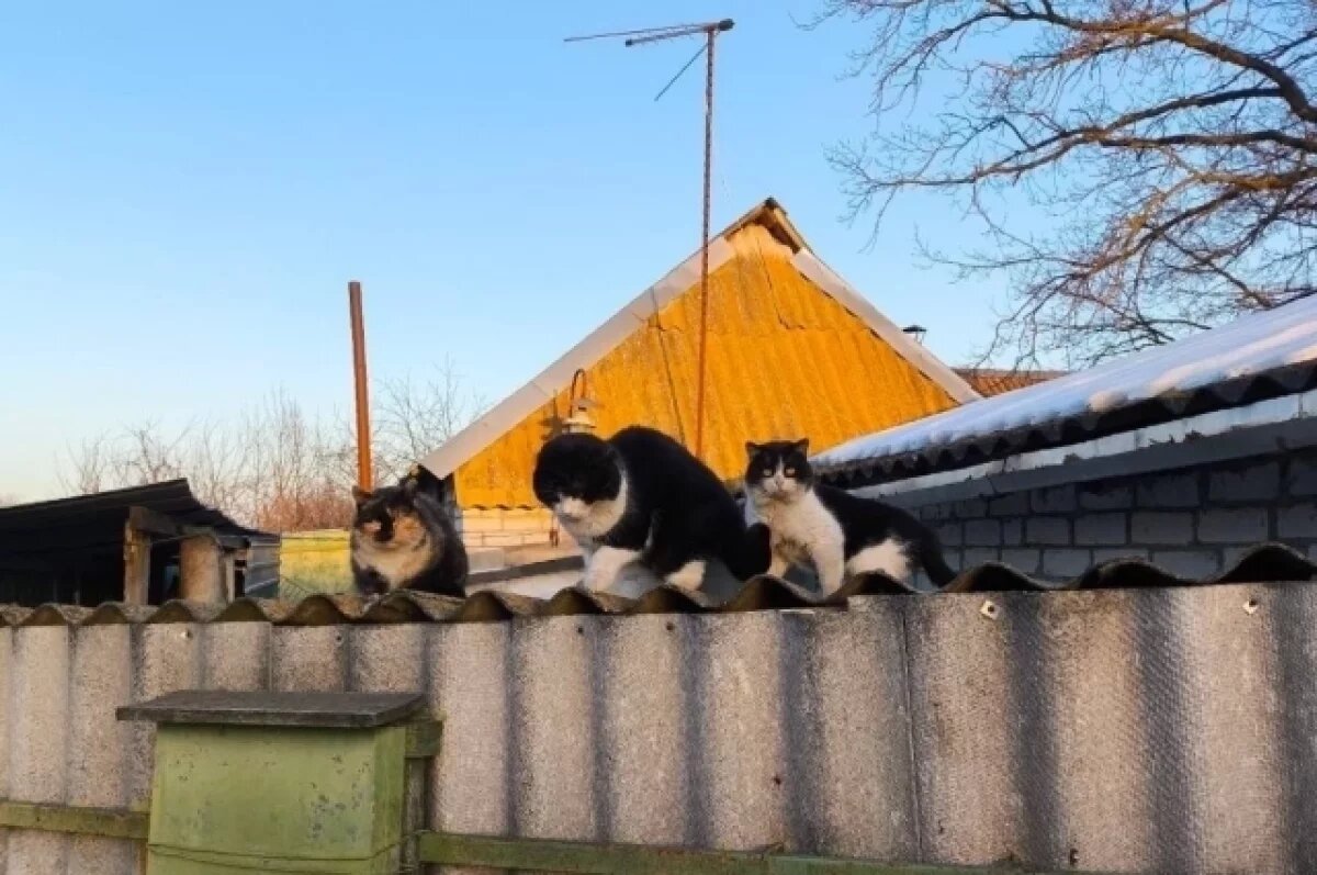    Более тысячи воронежцев обратились к врачам с подозрением на бешенство