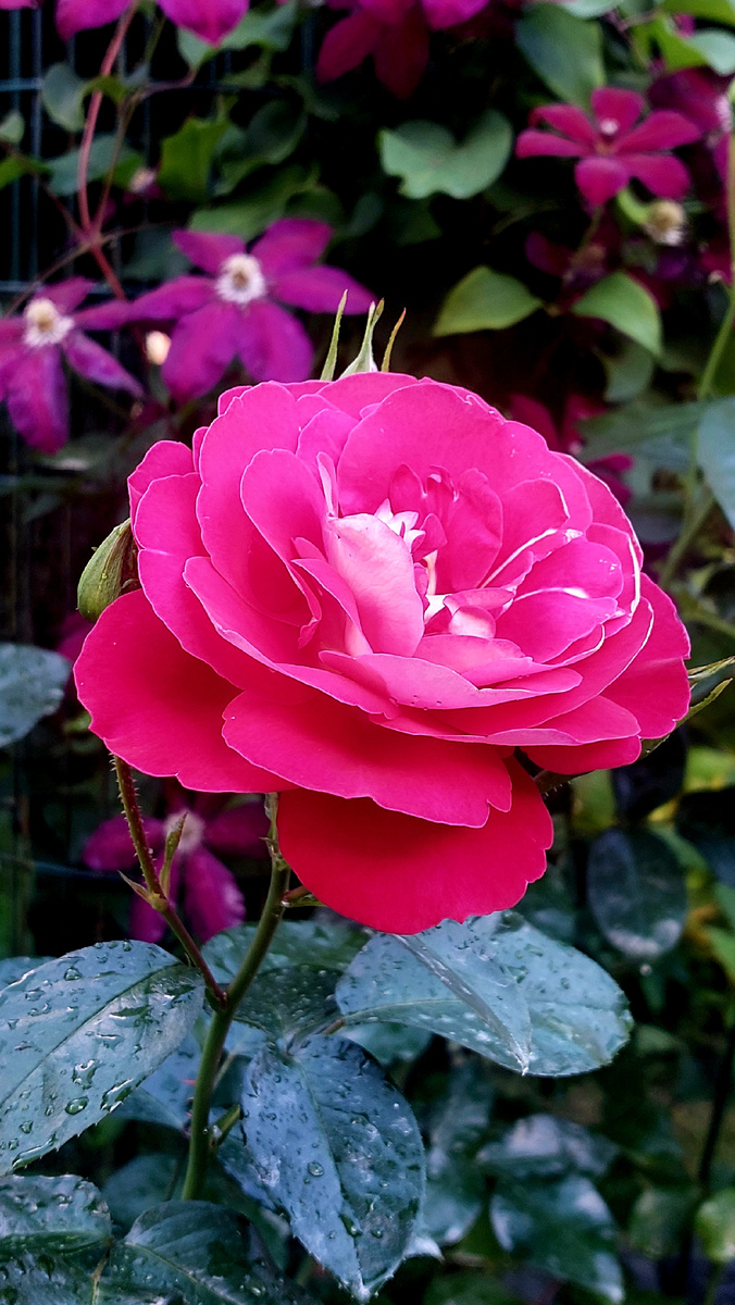 Хайматмелоди. Флорибунда