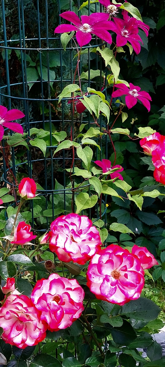 Юбилей принца Монако. Флорибунда. И клематис Руж Кардинал