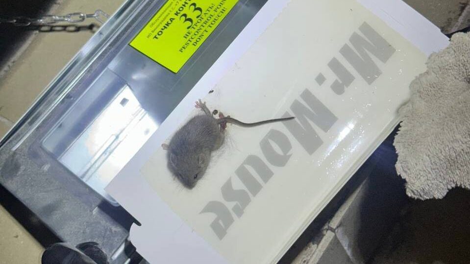 Грызуны на складе или предприятии: риски для бизнеса, о которых молчат