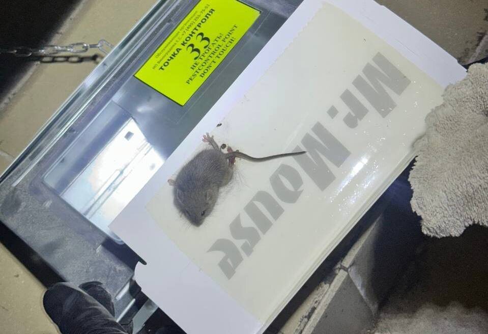Во время ежемесячного осмотра обнаружили мышку в точке контроля 