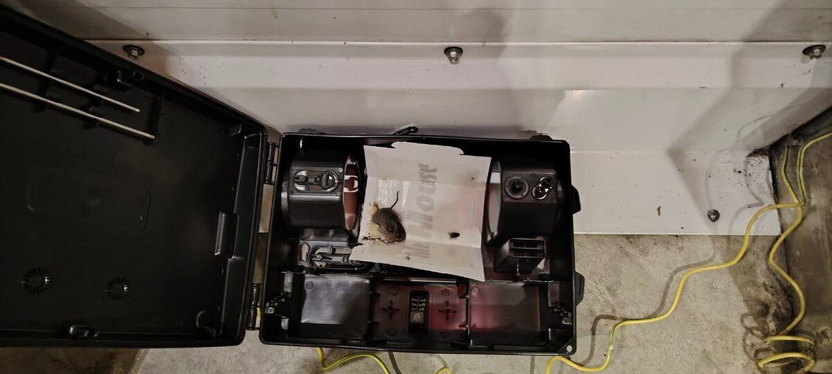 Мышь попалась в контрольно-истребительный контейнер