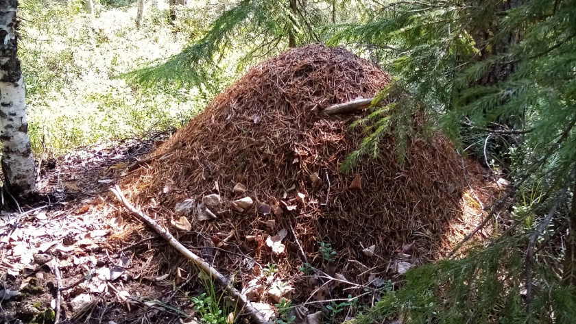    фото smilekaluga.ru