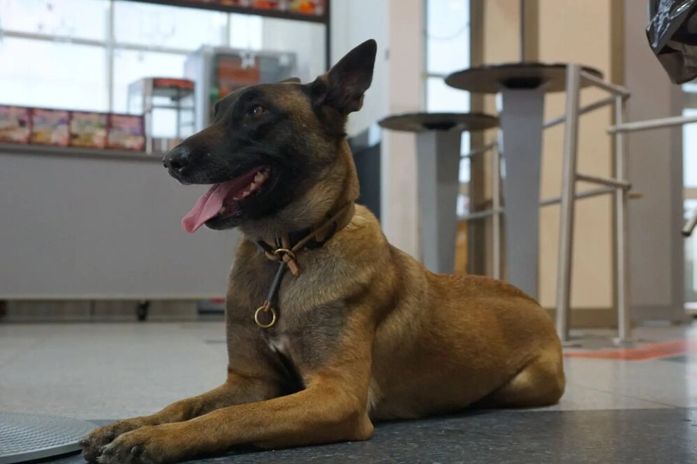    Василиса. Фото: Управление Росгвардии по Хабаровскому краю