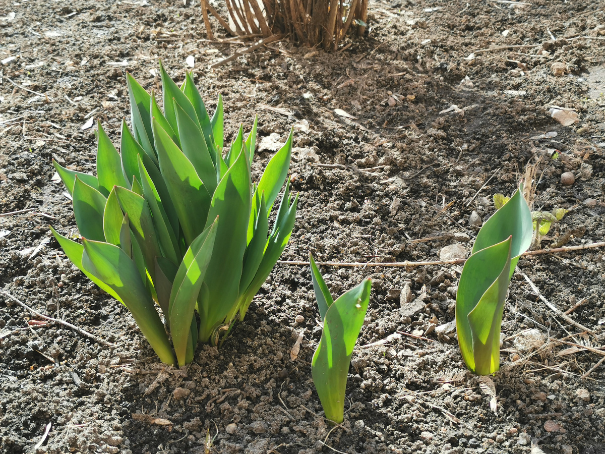Не пугайтесь, это теплотрасса + южный фасад дома! В основном все, как на втором фото