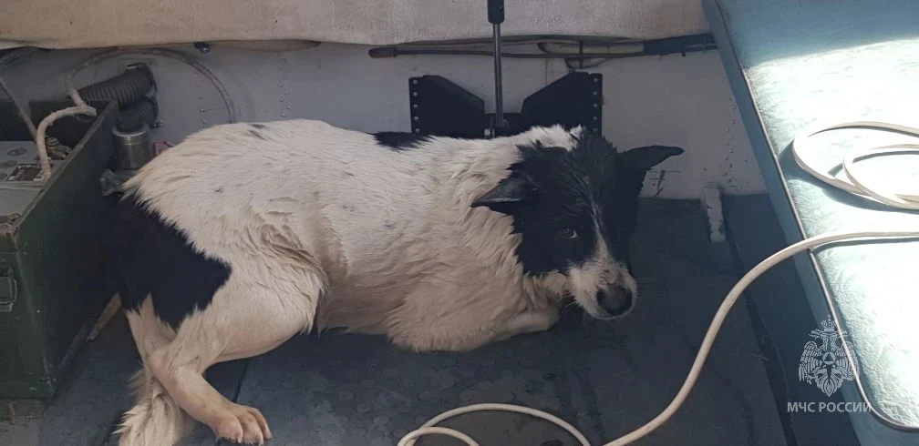 Фото: ГУ МЧС по Курской области