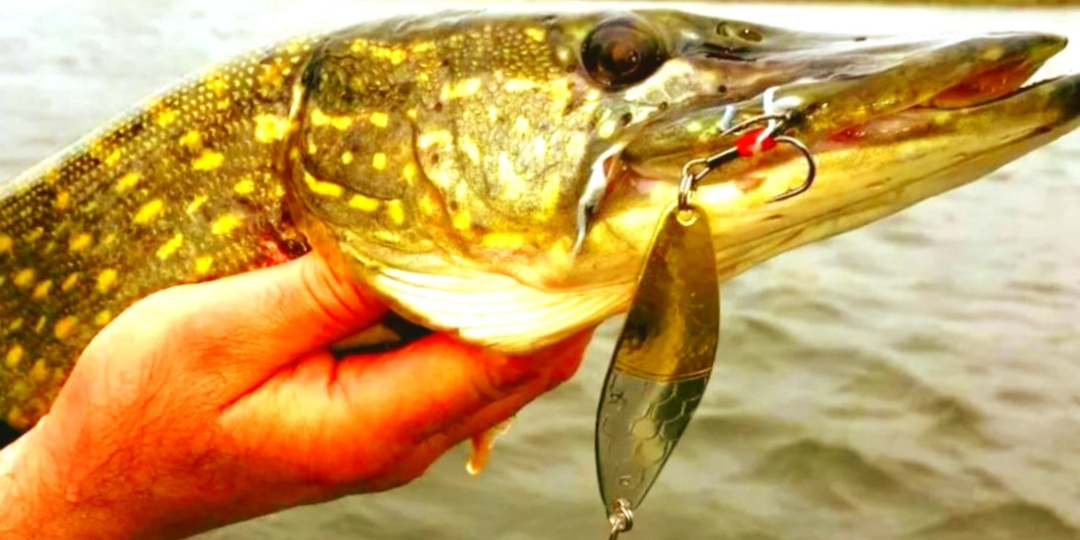 Как ловить щуку на блесну весной: секретная медленная проводка, которую никто не пробует - и зря