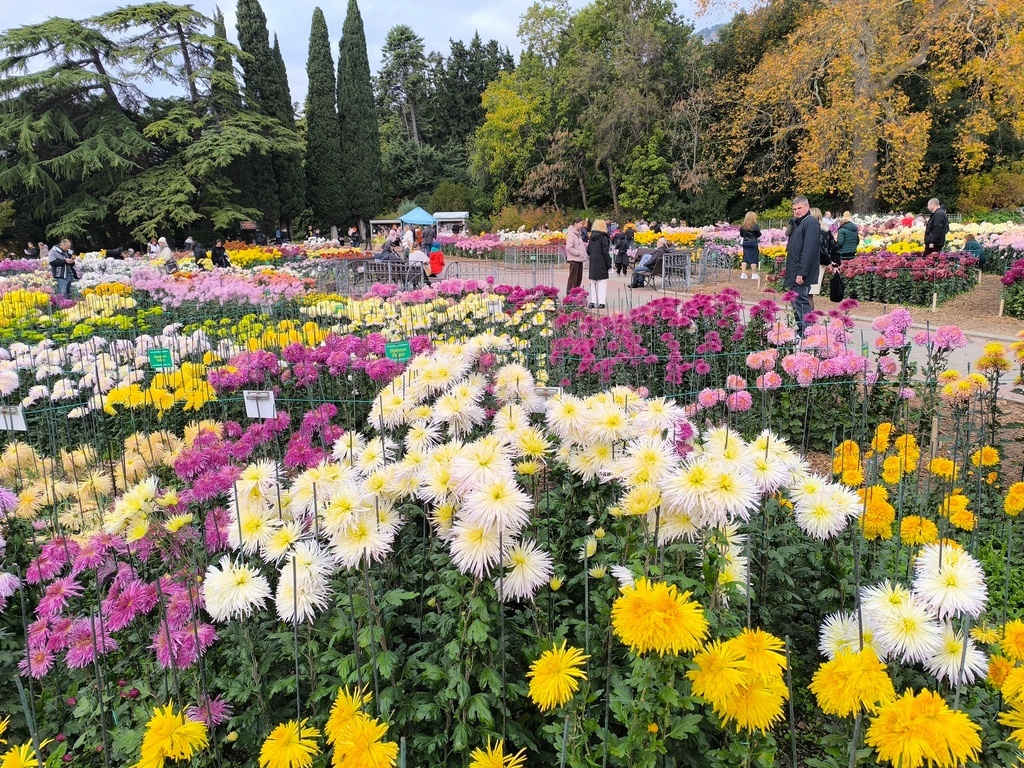 Бал хризантем в Крыму (фото с сайта https://www.sevsu.ru/)