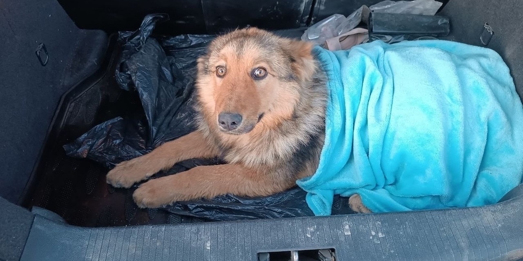 Волонтеры в Ростовской области спасают пса после ДТП