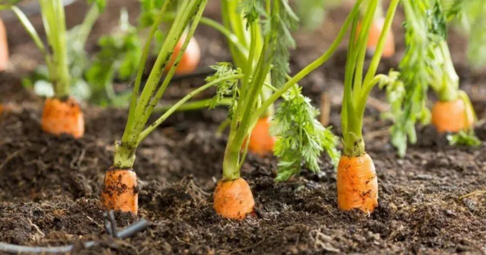 Как я сею морковь и получаю всходы через 3–4 дня: простой способ без долгого ожидания