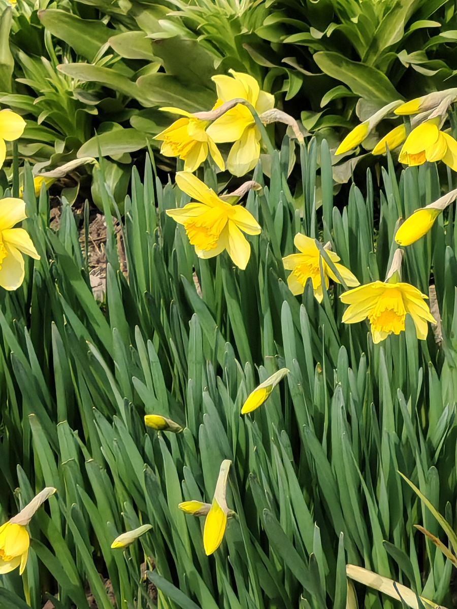 Вот пожалуйста - нарциссы)))