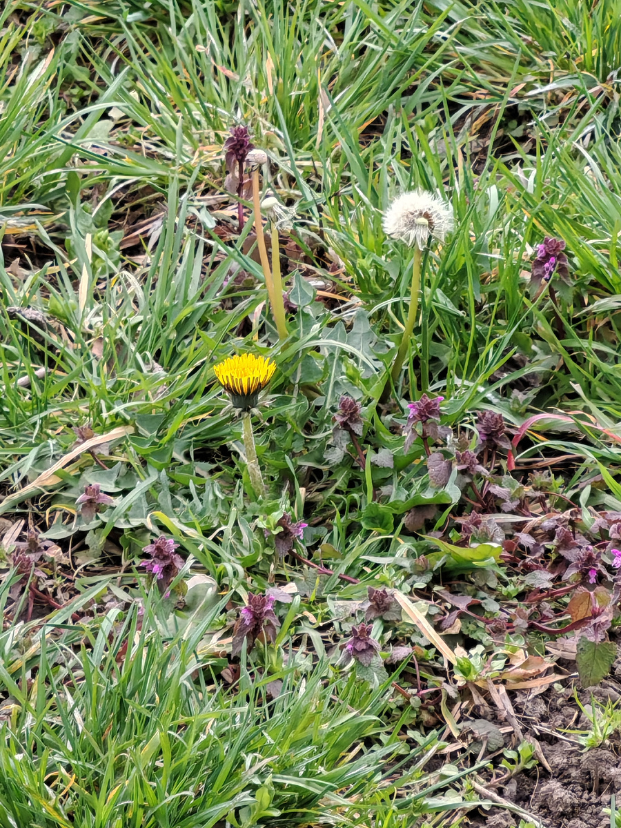 Одуванчик один уже совсем лысый стоит... Когда только успел?