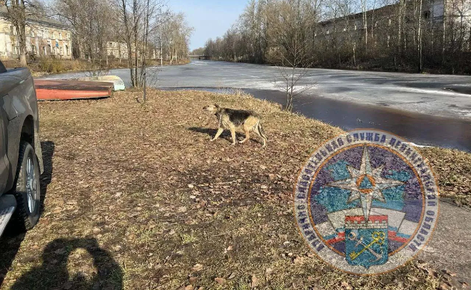    © Аварийно-спасательная служба Ленинградской области