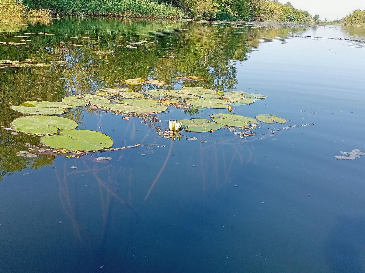 Карасиное место