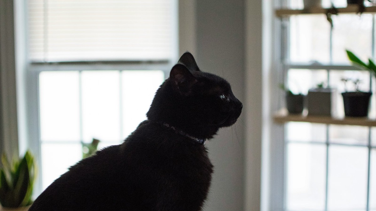    Уникальное строение органов чувств кошки позволяет ей воспринимать мир иначе, чем человеку