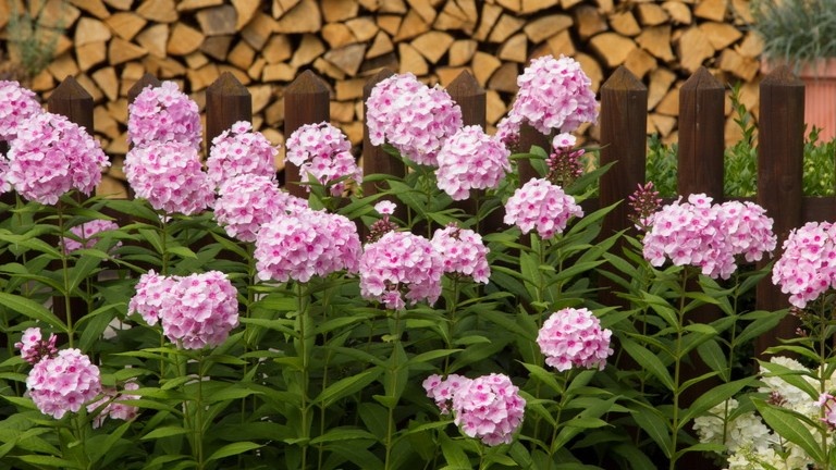 Куст без единого желтого листа в июле — результат мартовской обработки