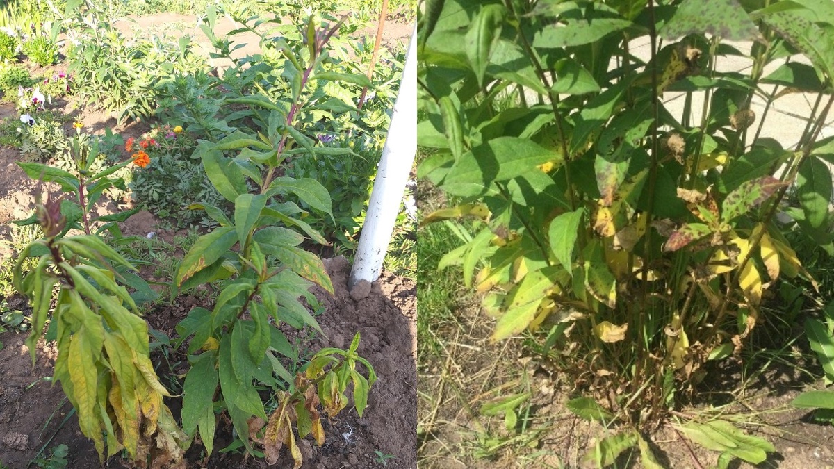 Так выглядит куст, который не обрабатывали весной — желтизна идет снизу вверх
